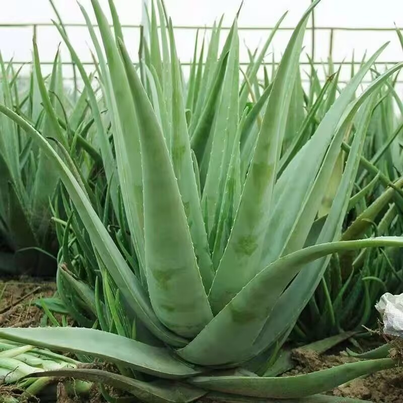100% Pure Natural Dried Aloe V - Soap Making Raw Material avaliação e preço